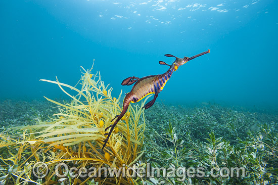 Weedy Seadragon photo Weedy Seadragon photo