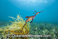Weedy Seadragon Photo - Gary Bell