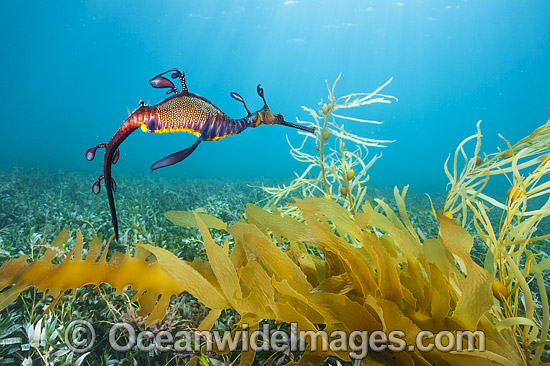 Weedy Seadragon photo Weedy Seadragon photo