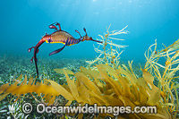 Weedy Seadragon Photo - Gary Bell