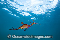 Weedy Seadragon Australia Photo - Gary Bell