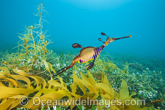 Weedy Seadragon photo Weedy Seadragon photo