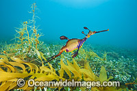 Weedy Seadragon Photo - Gary Bell