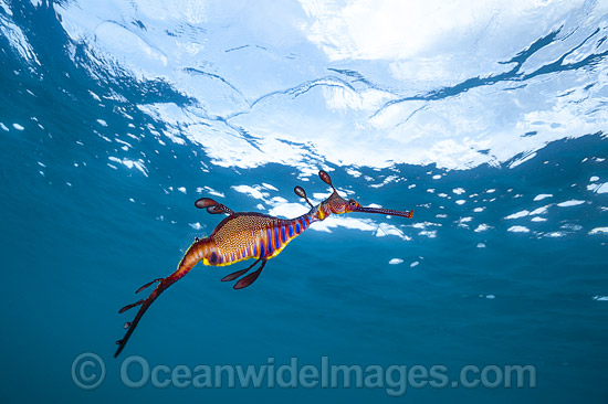 Weedy Seadragon Australia photo