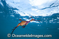 Weedy Seadragon Australia Photo - Gary Bell