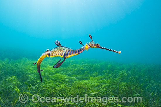 Weedy Seadragon photo Weedy Seadragon photo
