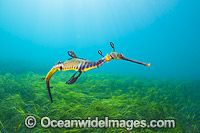 Weedy Seadragon Photo - Gary Bell