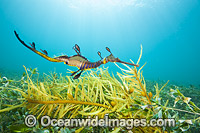 Weedy Seadragon Australia Photo - Gary Bell