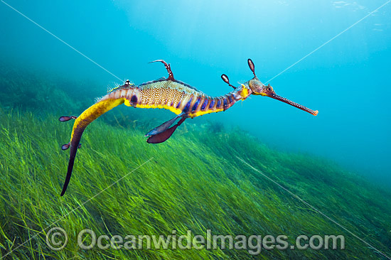 Weedy Seadragon photo Weedy Seadragon photo