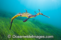 Weedy Seadragon Photo - Gary Bell