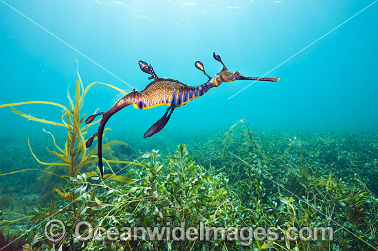 Weedy Seadragon Australia photo Weedy Seadragon Australia photo
