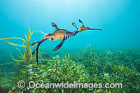 Weedy Seadragon Australia Photo - Gary Bell