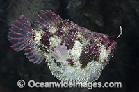 Tasselled Anglerfish with lure Photo - Gary Bell