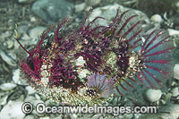 Tasselled Anglerfish with lure Photo - Gary Bell