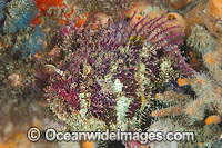 Tasselled Anglerfish with lure Photo - Gary Bell