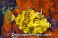 Mosaic Leatherjacket Eubalichthys mosaicus Photo - Gary Bell