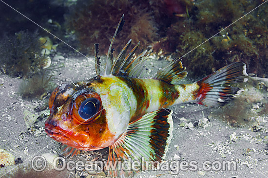 Gurnard Perch photo Gurnard Perch photo