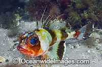 Gurnard Perch Photo - Gary Bell