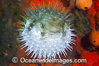 Globefish inflated Photo - Gary Bell