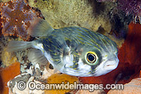 Globefish Victoria Photo - Gary Bell