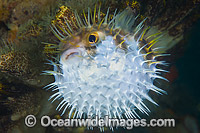 Globefish inflated Photo - Gary Bell