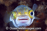 Globefish Victoria Photo - Gary Bell