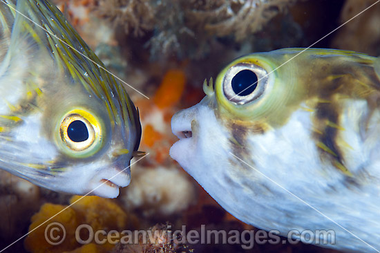 Two Globefish photo Two Globefish photo