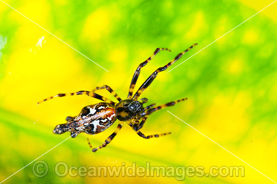 Garden Spider photo
