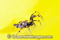 Garden Spider Photo - Gary Bell