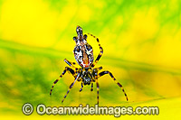 Garden Spider Photo - Gary Bell