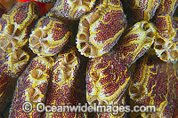 Tunicate Victoria Photo - Gary Bell