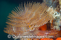 European Fan Worm Sabella spallanzani Photo - Gary Bell