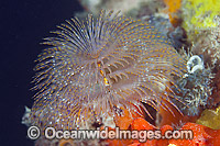 European Fan Worm Photo - Gary Bell