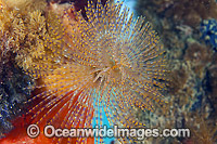 European Fan Worm Sabella spallanzani Photo - Gary Bell