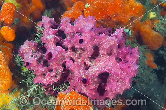 Sea Sponge Victoria photo Sea Sponge Victoria photo
