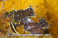 Nudibranch mating pair Photo - Gary Bell