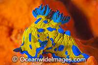 Tambja Nudibranch Tambja verconis Photo - Gary Bell