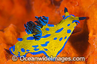 Tambja Nudibranch Tambja verconis Photo - Gary Bell