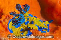 Tambja Nudibranch Victoria Photo - Gary Bell