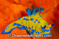Tambja Nudibranch Tambja verconis Photo - Gary Bell