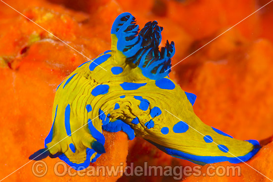 Tambja Nudibranch on orange sponge photo