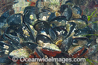 Blue Mussel Photo - Gary Bell