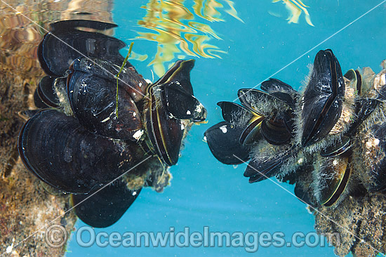 Blue Mussel Victoria photo