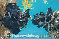 Blue Mussel Victoria Photo - Gary Bell