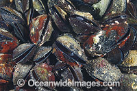 Blue Mussel Port Phillip Bay Photo - Gary Bell