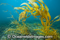 Kelp and Alga Victoria Photo - Gary Bell