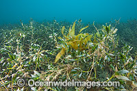 Kelp and Alga Victoria Photo - Gary Bell