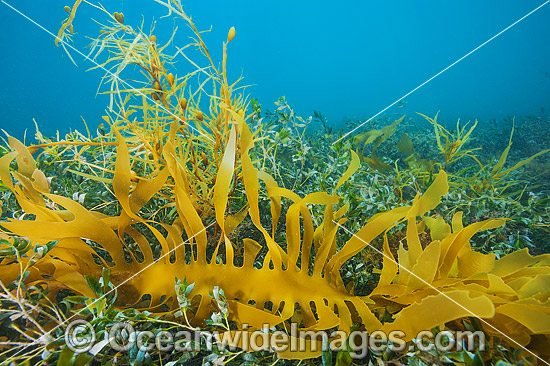 Kelp and Alga Victoria photo Kelp and Alga Victoria photo