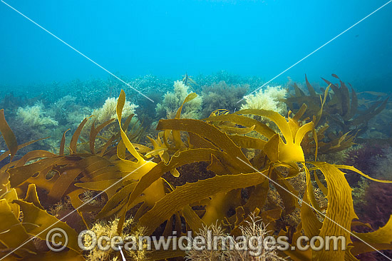 Kelp and Alga Victoria photo Kelp and Alga Victoria photo