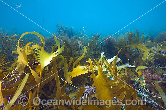 Kelp and Alga Victoria photo Kelp and Alga Victoria photo